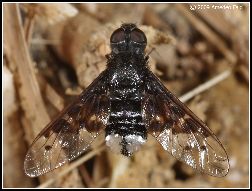 Dalla Sicilia Anthrax aethiops (Bombyliidae)